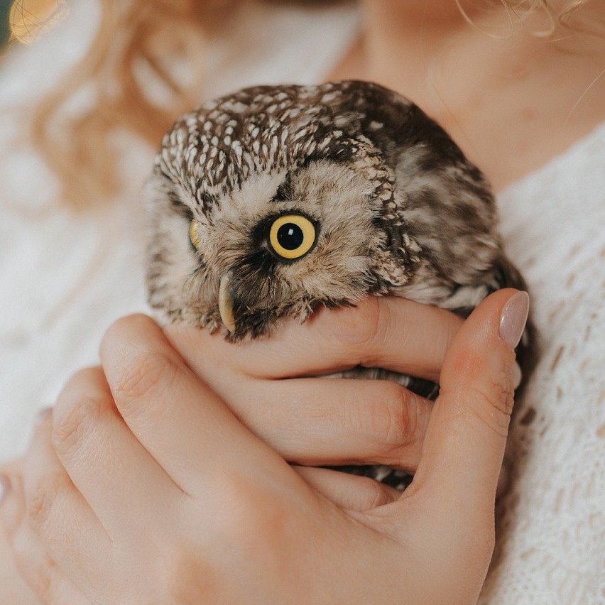 little owl being held by woman