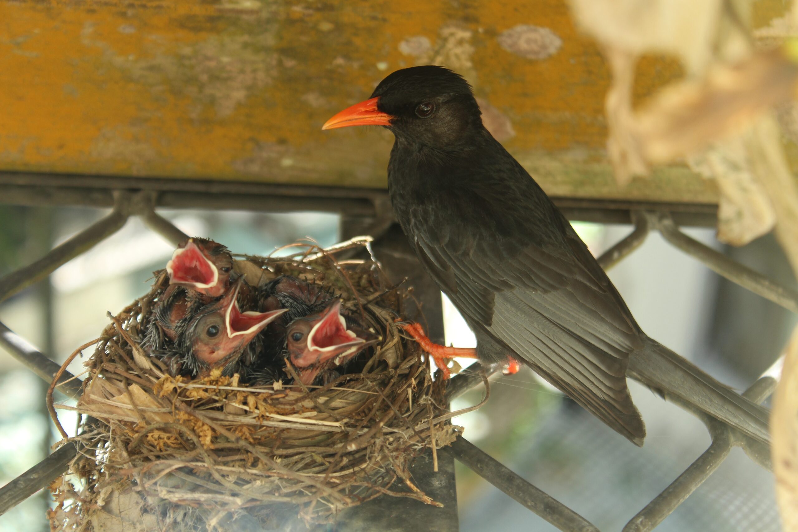 black bird and its 3 nestlings