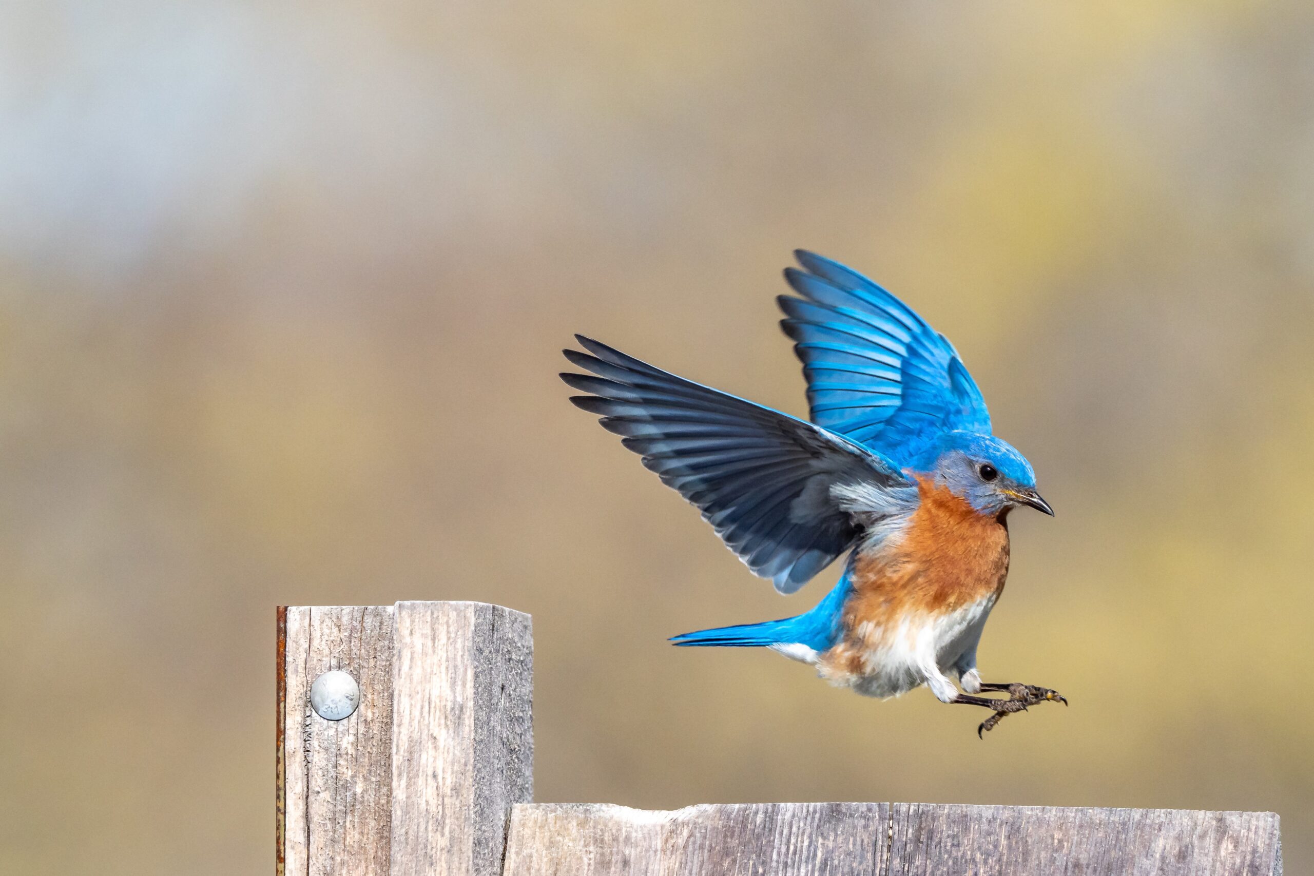 blue bird landing on wooden post