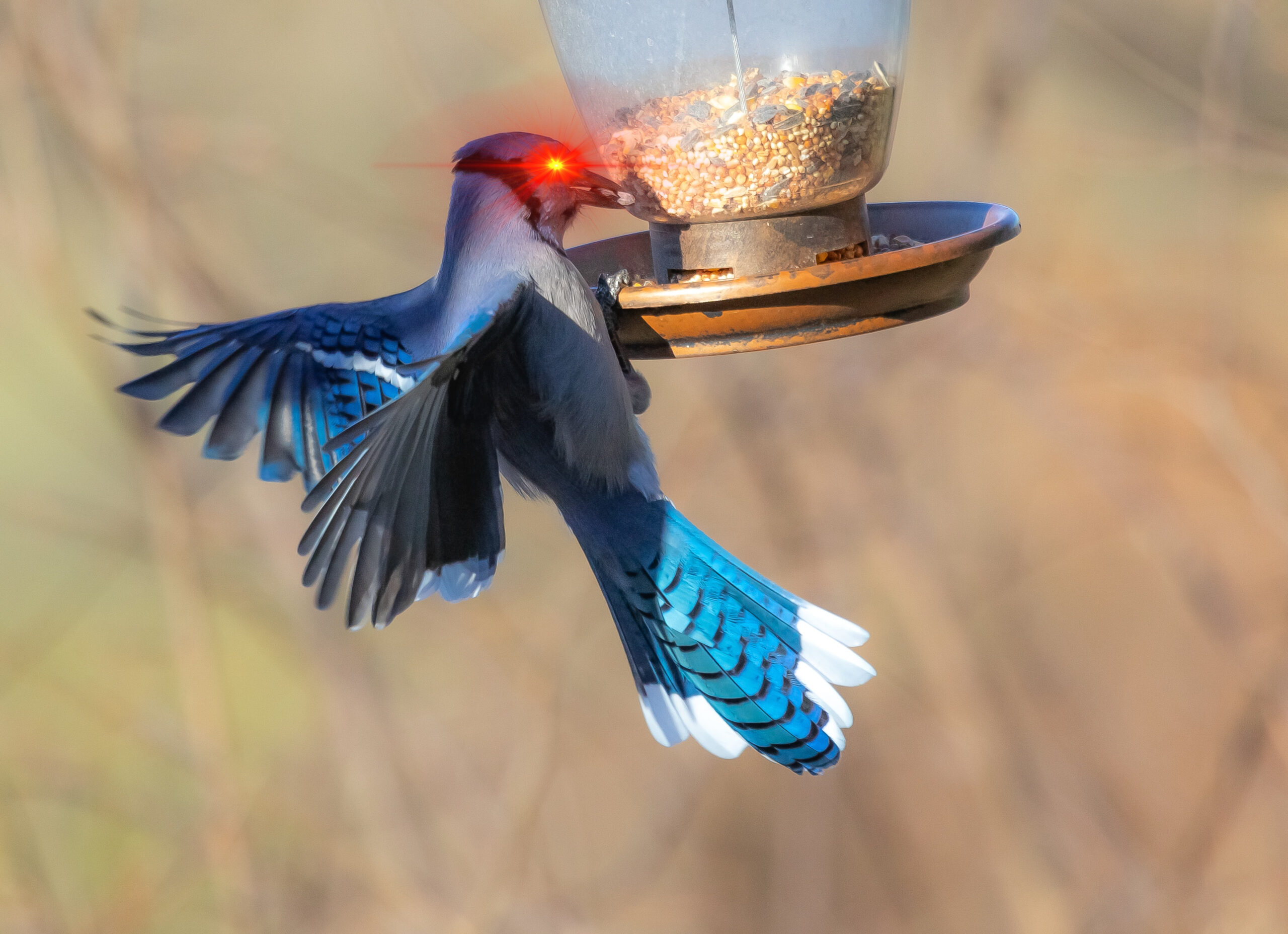 blue jay grabbing bird feeder and eating