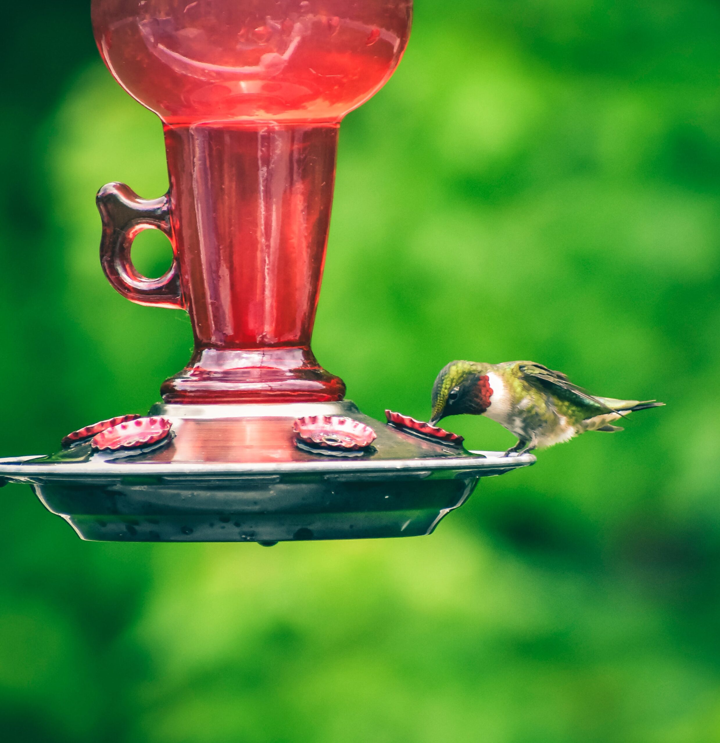 hummingbird perched on red feeder