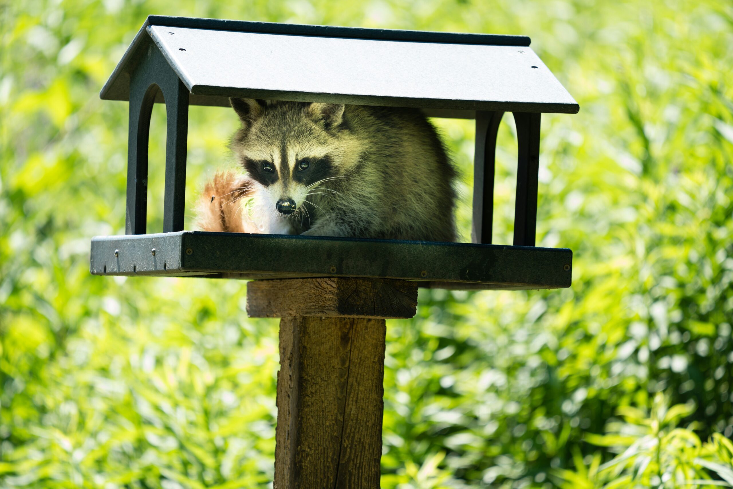 raccoon in bird feeder