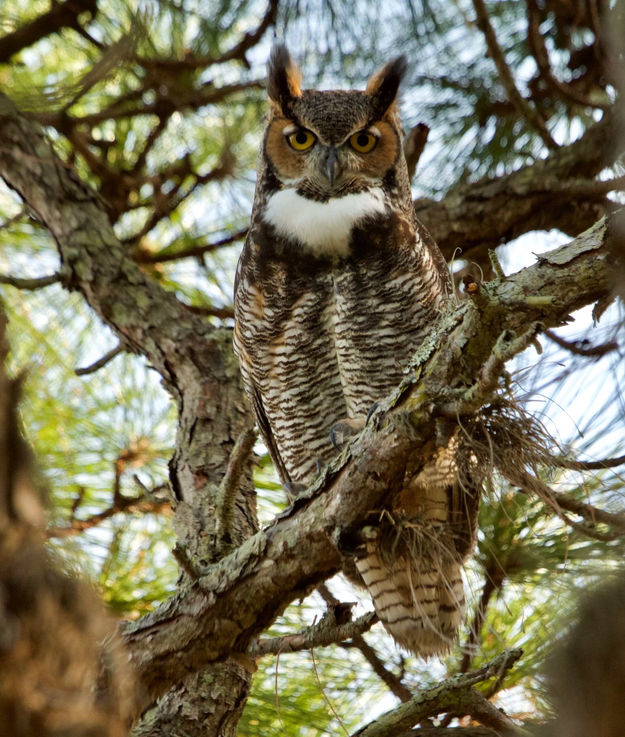 7 Interesting Great Horned Owl Facts