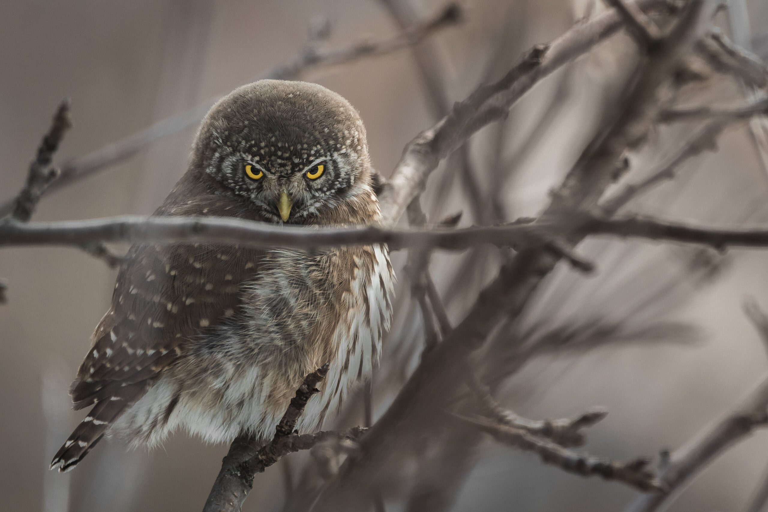 grey owl in tree looking scary