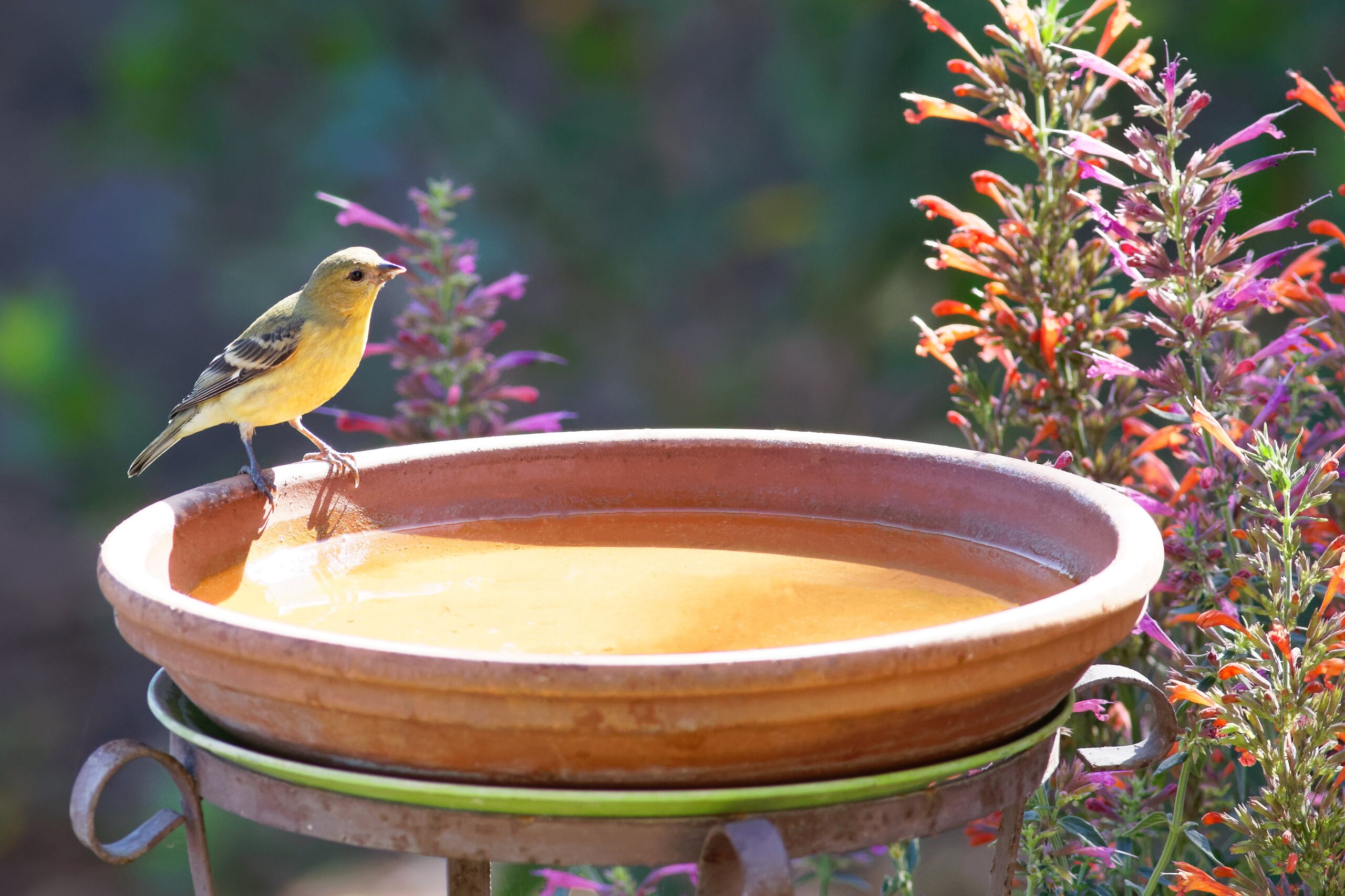 How Big Does a Bird Bath Need to Be? Creating the Perfect Bath Size